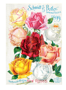 Antique Roses Greeting Card Box
